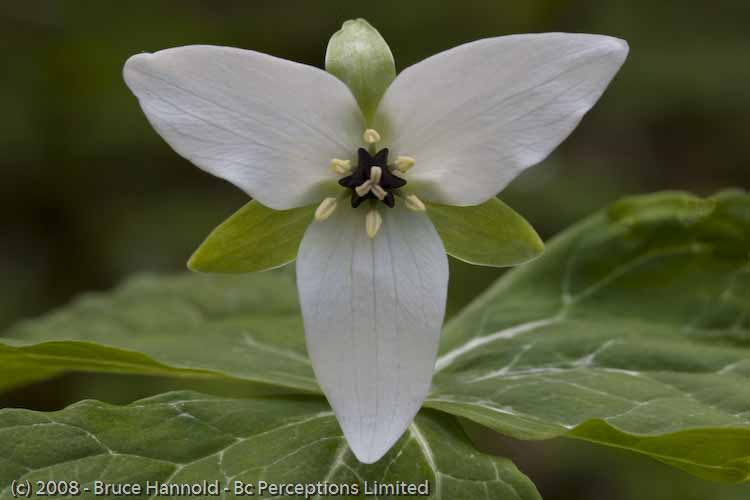 TRILLIUM SYMMETRY
